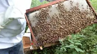 Week 6 New Beekeeping