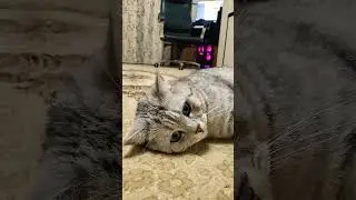 Сгори со стыда #юмор #смешнойкот #cat #прикол #shorts