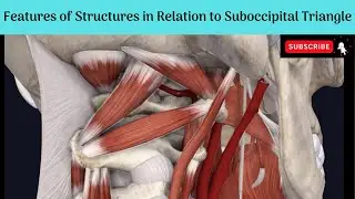 Features of the Contents & Structures in the roof of Suboccipital Triangle | Cisternal Puncture