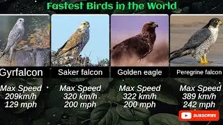The fastest flying birds in the world.
