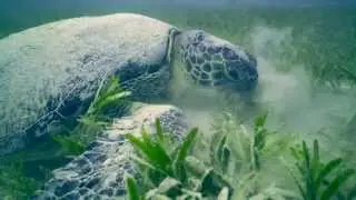 Giant Green Sea Turtle at Marsa Shouna, Red Sea  - Зеленая морская черепаха в Марса Шуна, Египет