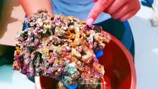Unboxing Liverock atau Batu Karang Hidup untuk Aquarium Air Laut Saya