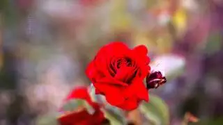Новая музыка на свете онлайн