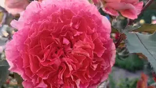 Жара!!! Кто печётся, а кто прекрасно цветёт 🌸?!!