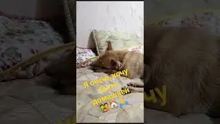 Люсенька осталась одна,но очень хочет быть домашней #помощь #любимыйпитомец #хочудомой #ростовнадону