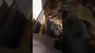 Британская кошка Хелля и её любимая игрушка 🐭💖