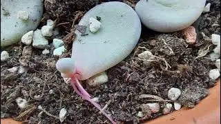 Sukkulentenbabys, meine Sammlung
