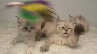 Meghan x Hamilton kittens