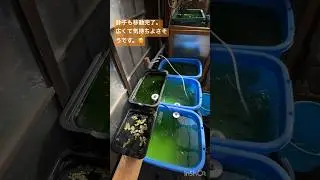 メダカ水槽213 メダカのタライを完全換水をしました😊　#shorts #aquarium #メダカ #fish