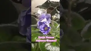 Когда Нельзя 🚫 удобрять Фиалки? 