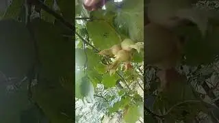 kahverengi kokarca fındığı bitirdi. Terme tüccar elekleme ile 16 randıman kadar  düşürüyor