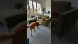Ranktracker’s office dog