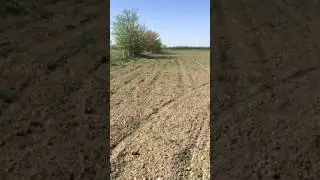 посев тмина впервые  в Чечне