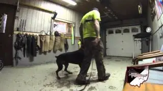 Heeling with Sanu