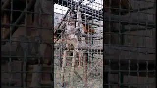 Японская обезьянка