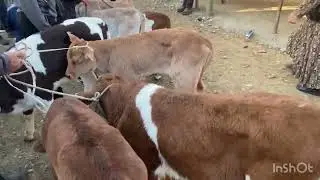 АК БАТА МАЛ БАЗАРЫ 14.04.26