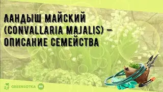 Ландыш майский (Convallaria majalis) — описание семейства