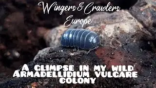 A glimpse into my 6 month old wild Armadillidium vulgare enclosure | isopod bin |wild vulgare colony