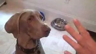 leave it