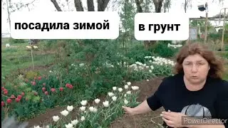 Купила Тюльпаны,луковицы ОПТОМ и посадила в сад ЗИМОЙ