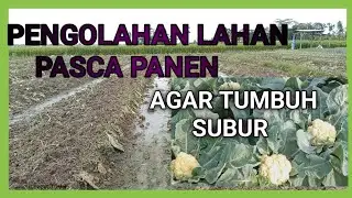 pengolahan lahan pasca panen kol bunga