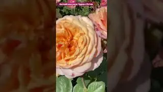 Английская роза Чарльз Остин