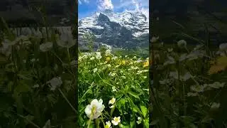 Swiss alpine meadows 