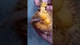Jackfruit? 😳 #shorts #youtubeshorts #emmanueltutorials