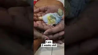 Baby budgie in two weeks