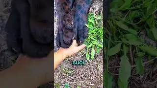 Ha controllato gli artigli dei suoi gattini❤️