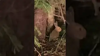 Смелый заяц 😵‍💫