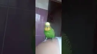 Кеша Окорочка 😁👍