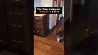 Когда пытаешься ворваться в ИТ