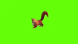 Standing squirrel green screen।cartoon green screen। squirrel green screen। ostad animation
