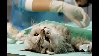 ЕСЛИ У ВАС ЕСТЬ КОШКА ОБЯЗАТЕЛЬНО ПОСМОТРИТЕ