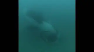 Under water life Part-2   Subscribe : )