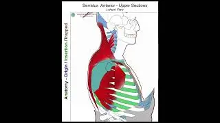 Serratus Anterior - Anatomy Perspective
