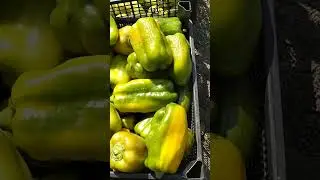 4 июля 2024 г.