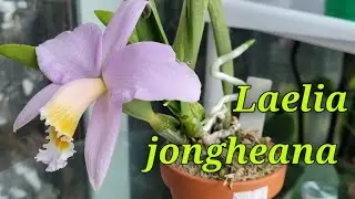 Laelia jongheana первое домашнее цветение.