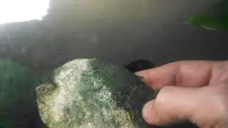 Как избавить анубиас от водорослевых обрастаний