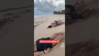 Nature is incredible  #shortsviral #youtubeshorts #funny