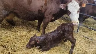Calving In Full Swing!!
