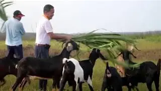 天和極品羊  /劉天和  董事長  導覽