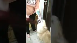 Собака породы Акита - Убийца!!ШОК