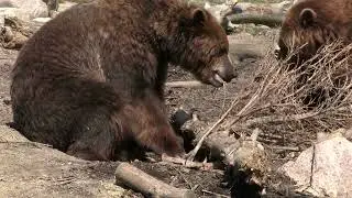 곰의 특징Understanding Bear Characteristics 1