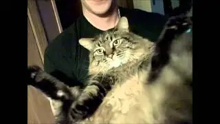 The Rapping Cat