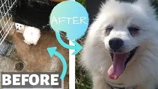 We RESCUED A DOG in Japan!: Puppy Mill Dog Before and After!