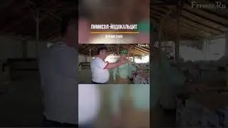 Соль-лизунец «Лимисол-Йодокальцит» 
