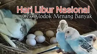 Hari Libur Nasional | Cek Glodok dapat Telur Banyak