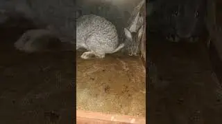КАК научить кроликов не КАКать в клетке. #Макляк #макрол